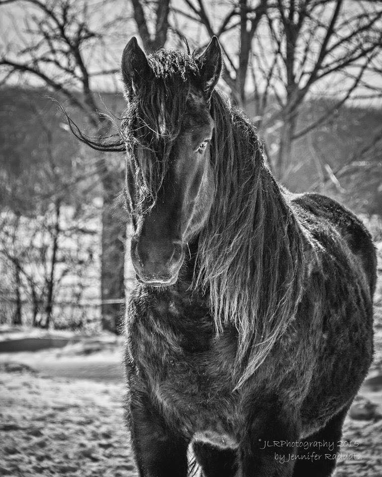 American Sugarbush Harlequin Draft Horse
